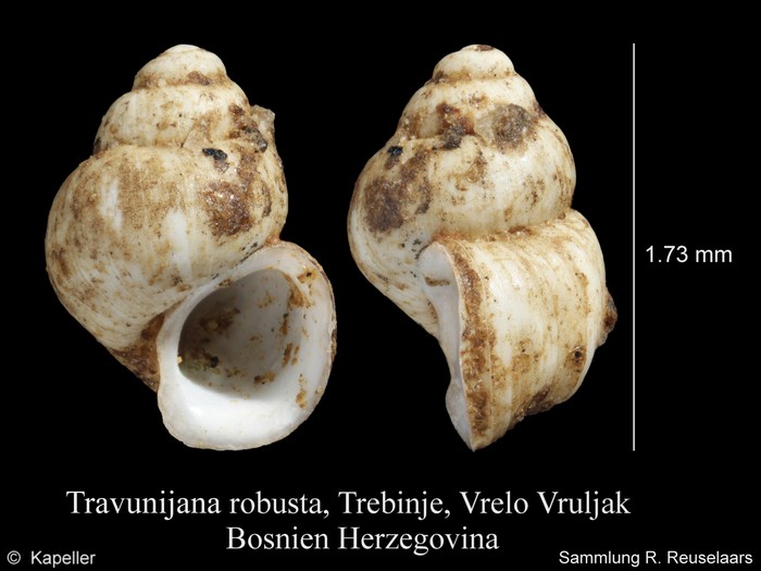 Travunijana robusta