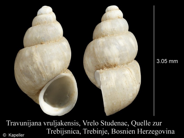 Travunijana vruljakensis