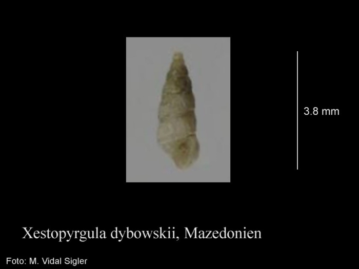 Xestopyrgula dybowskii Xestopyrgula dybowskii