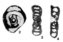 Brunsia irregularis (Möller, 1879)