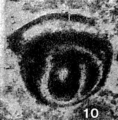 Pseudoglomospira devonica Bykova, 1955 Pseudoglomospira devonica Bykova, 1955