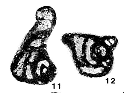 Quasilituotuba subplana Brazhnikova, 1983