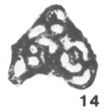 Glomospira flexuosa Conil & Lys, 1964