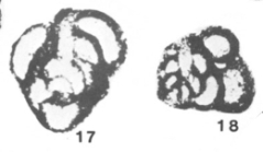Scalebrina compacta Conil & Longerstaey, 1980