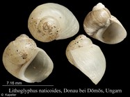 Lithoglyphus naticoides