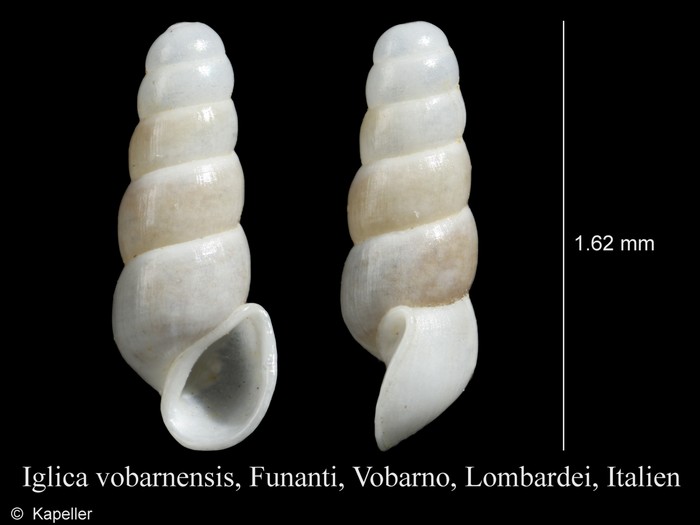 Iglica vobarnensis Iglica vobarnensis
