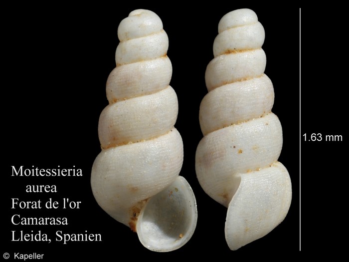 Moitessieria aurea Moitessieria aurea