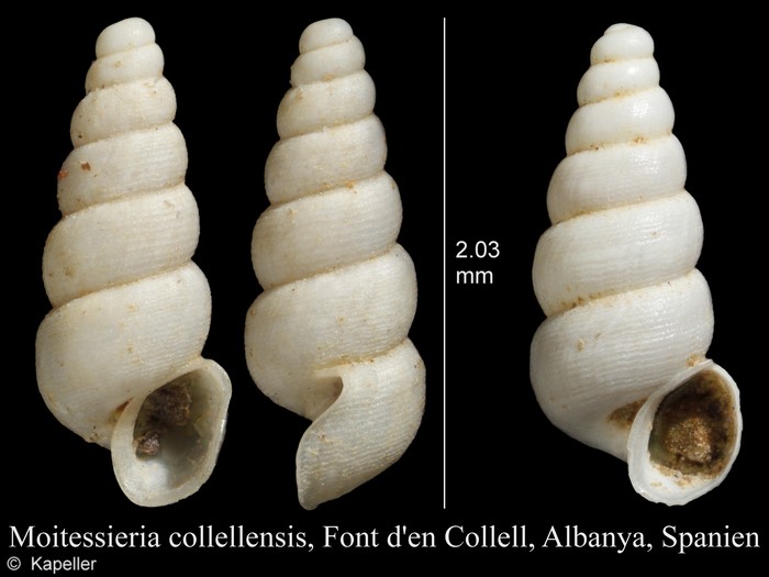 Moitessieria collellensis Moitessieria collellensis