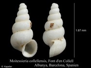 Moitessieria collellensis