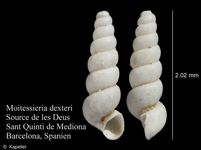 Moitessieria dexteri Moitessieria dexteri