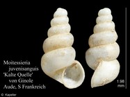 Moitessieria juvenisanguis