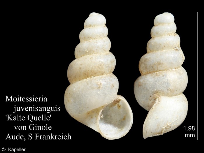 Moitessieria juvenisanguis Moitessieria juvenisanguis