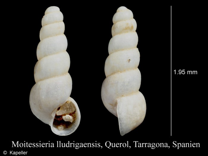 Moitessieria lludrigaensis