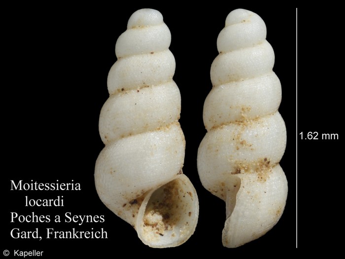 Moitessieria locardi