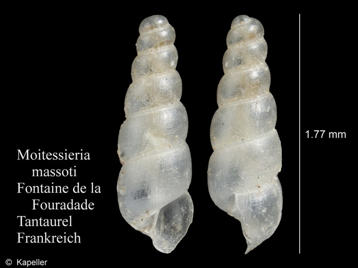 Moitessieria massoti Moitessieria massoti