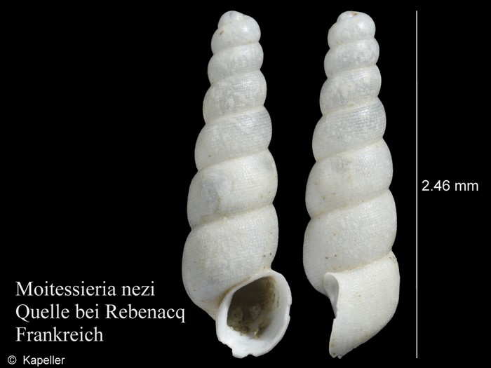 Moitessieria nezi Moitessieria nezi