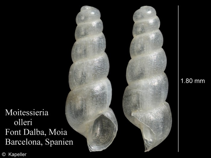 Moitessieria olleri