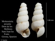 Moitessieria pesanta