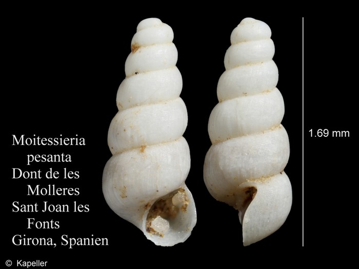 Moitessieria pesanta