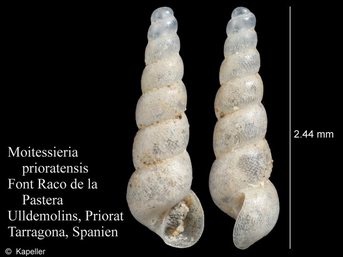 Moitessieria prioratensis Moitessieria prioratensis
