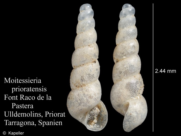 Moitessieria prioratensis