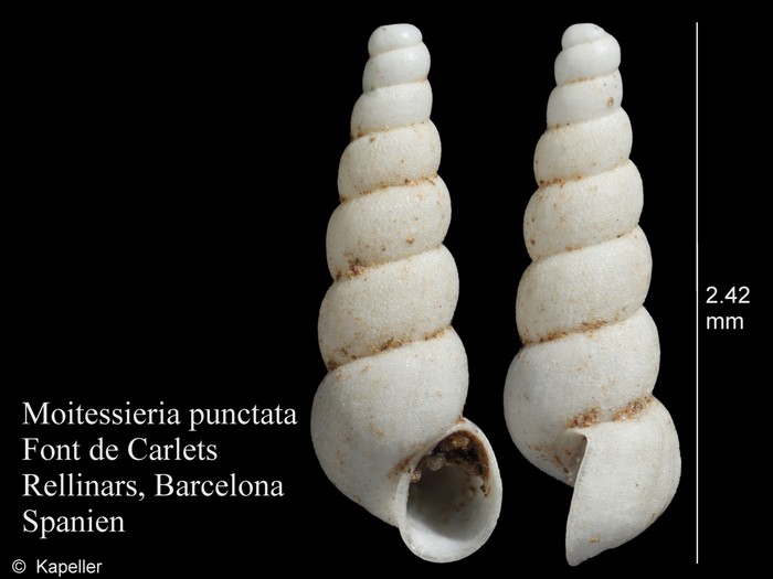 Moitessieria punctata Moitessieria punctata