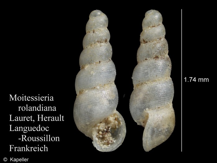 Moitessieria rolandiana