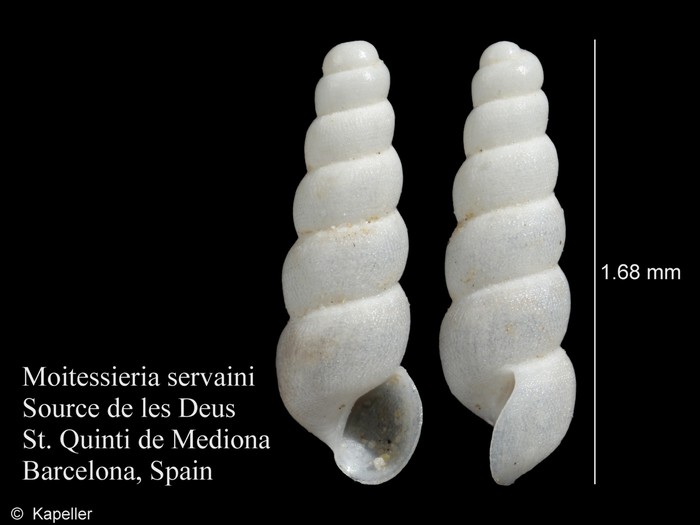 Moitessieria servaini Moitessieria servaini