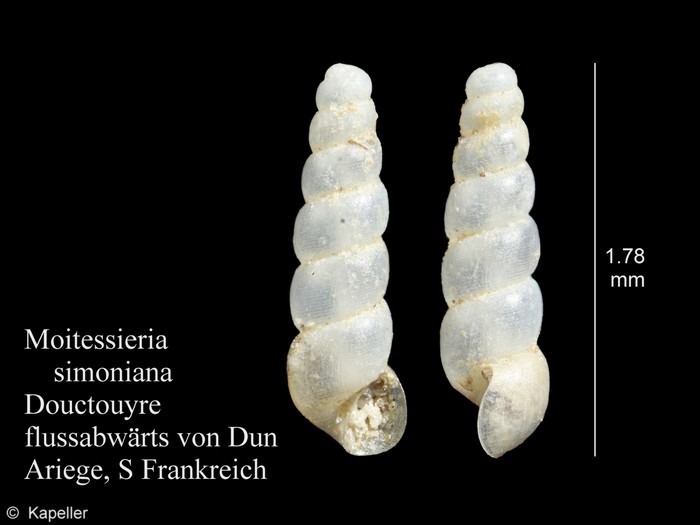 Moitessieria simoniana Moitessieria simoniana