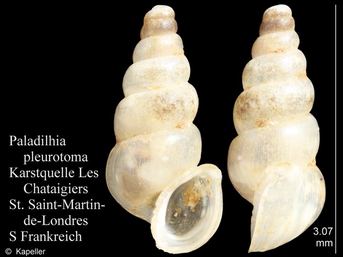 Paladilhia pleurotoma