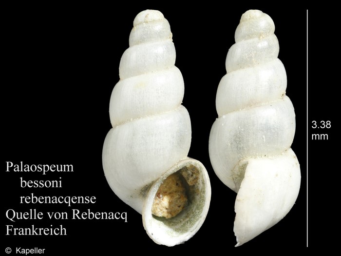 Palaospeum bessoni Palaospeum bessoni