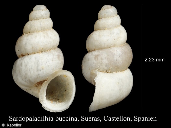 Sardopaladilhia buccina Sardopaladilhia buccina