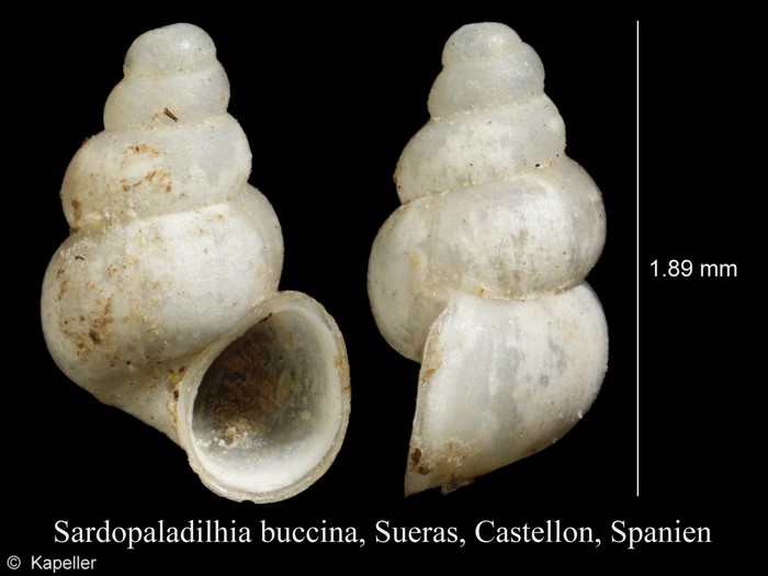 Sardopaladilhia buccina Sardopaladilhia buccina