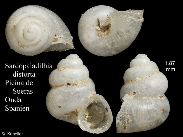 Sardopaladilhia distorta Sardopaladilhia distorta