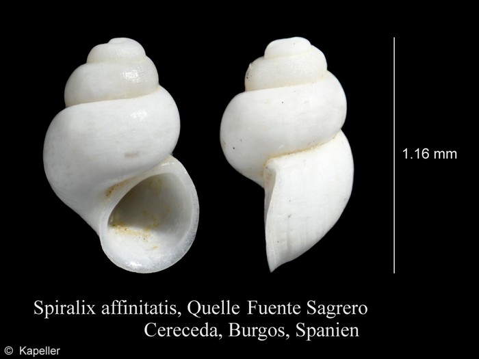 Spiralix affinitatis Spiralix affinitatis