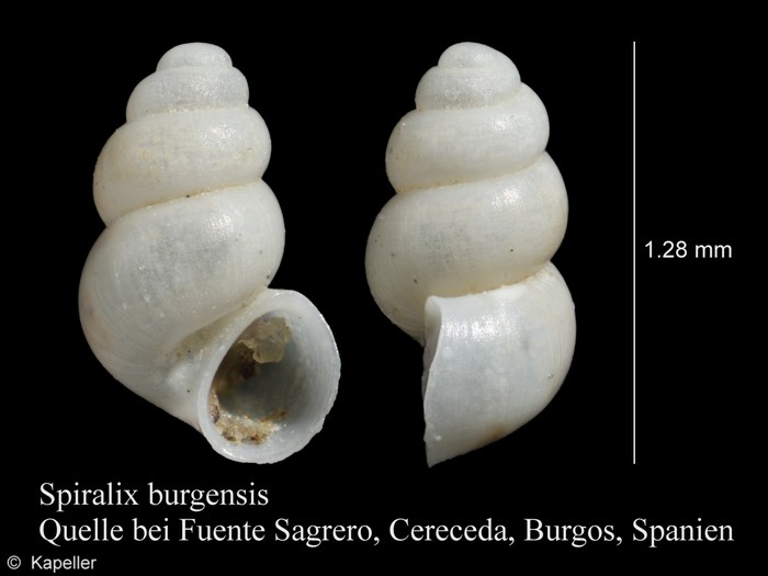 Spiralix burgensis Spiralix burgensis