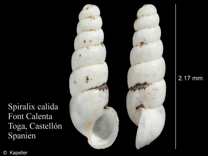 Spiralix calida Spiralix calida