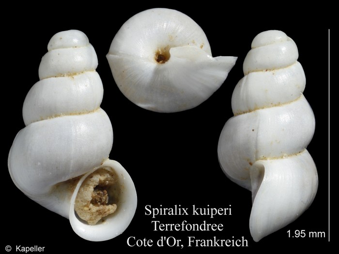 Spiralix kuiperi Spiralix kuiperi