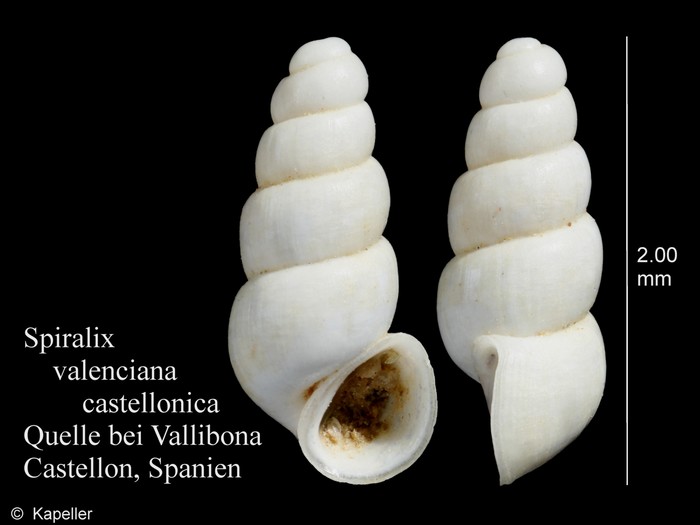 Spiralix valenciana Spiralix valenciana
