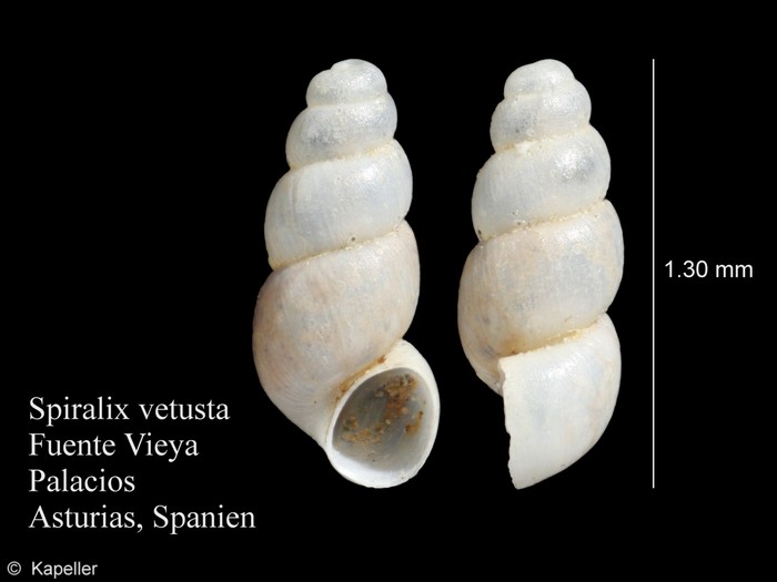 Spiralix vetusta Spiralix vetusta