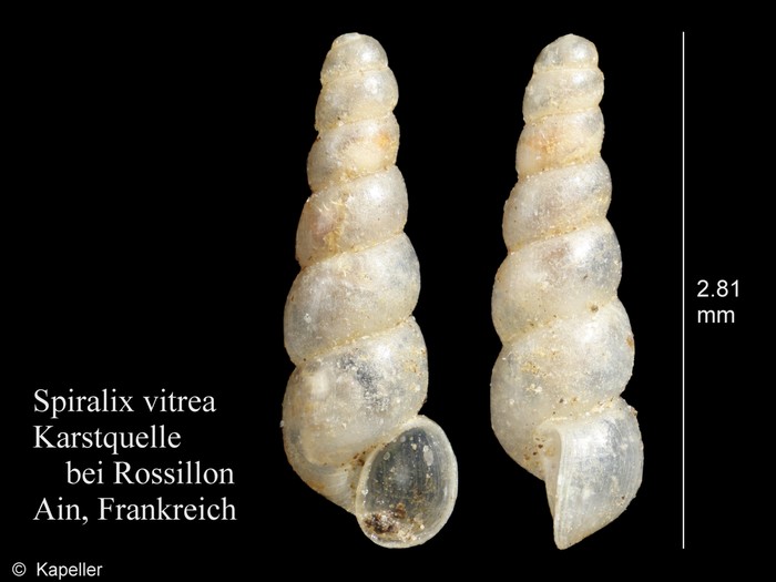 Spiralix vitrea Spiralix vitrea