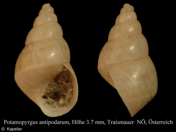 Potamopyrgus antipodarum