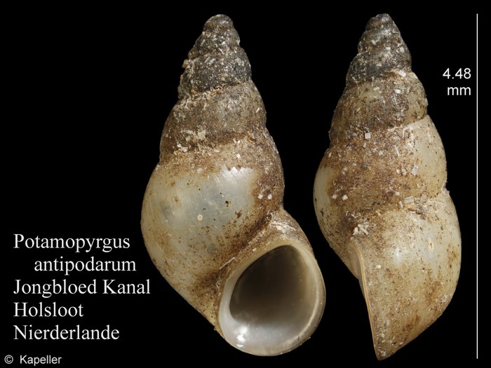 Potamopyrgus antipodarum