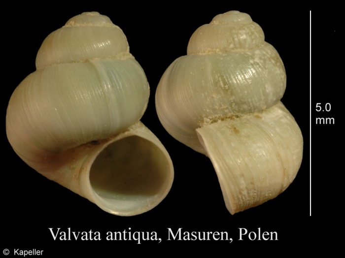 Valvata antiqua Valvata antiqua