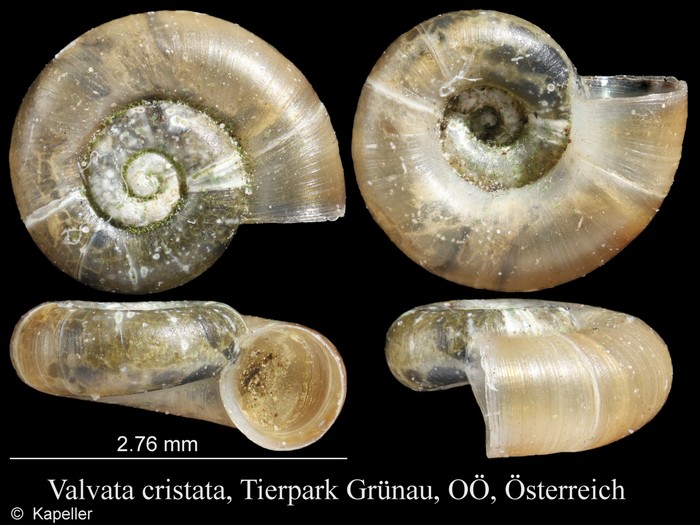 Valvata cristata