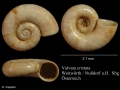 Mollusca (molluscs)