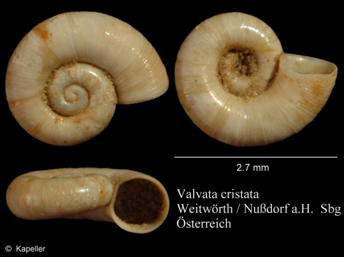 Valvata cristata