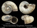 Mollusca (molluscs)