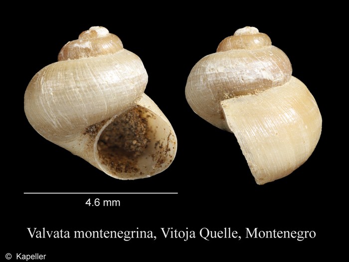 Valvata montenegrina Valvata montenegrina