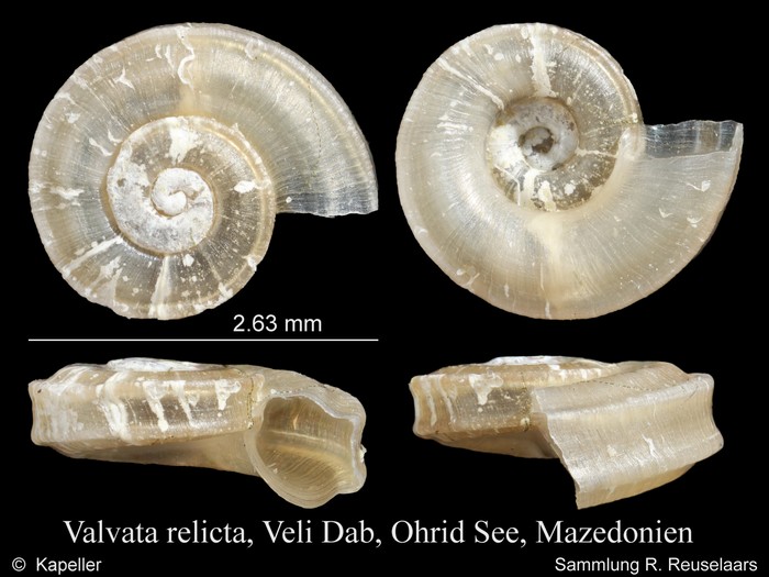 Valvata relicta Valvata relicta